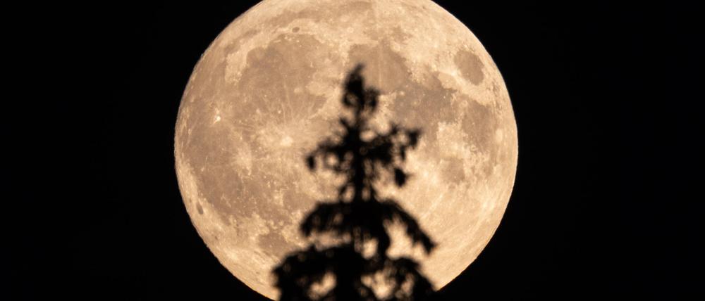 Der aufgehende Vollmond in Hessen hinter der Spitze einer Fichte im Wald am Großen Feldberg.