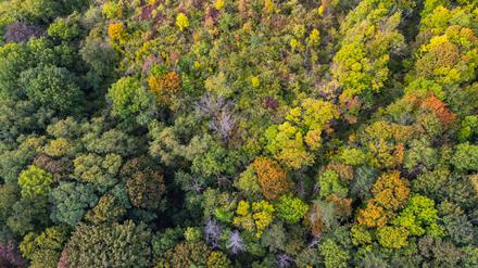 Ein Brandenburger Mischwald bei Seelow