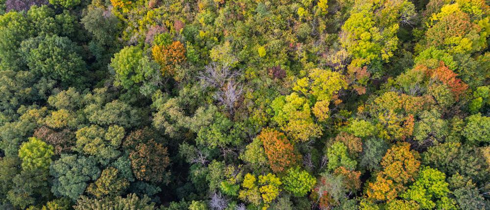 Der Wald umfasst 38 Prozent der Fläche Brandenburgs. (Archivbild)