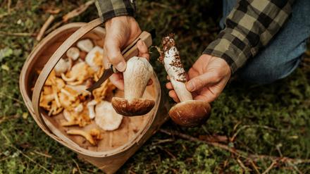 Steinpilze und Pfifferlinge - jetzt ist Pilzsaison. 