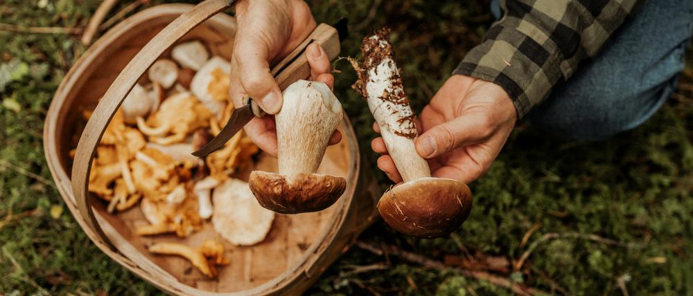 Steinpilze und Pfifferlinge - jetzt ist Pilzsaison.