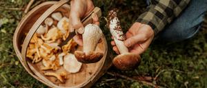 Steinpilze und Pfifferlinge - jetzt ist Pilzsaison. 