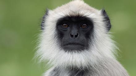 Ein Grauer Langur (Semnopithecus) im Bandipur-Nationalpark, Karnataka, Indien.