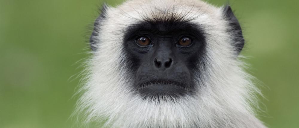 Ein Grauer Langur (Semnopithecus) im Bandipur-Nationalpark, Karnataka, Indien.
