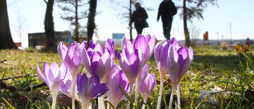 Menschen laufen am Ufer des Müggelsees bei Temperaturen an blühenden Krokussen vorbei. 
