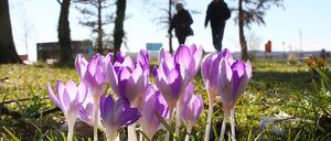 Menschen laufen am Ufer des Müggelsees bei Temperaturen an blühenden Krokussen vorbei. 