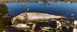 Im Jahr 2022 kam es in der Oder zu einem massiven Fischsterben. Ursache war eine Algenblüte, die durch die Einleitung von salzhaltigen Industrieabwässern auf der polnischen Seite des Flusses begünstigt wurde.