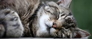 Eine Katze schläft am 13.07.2014 auf einem Gartentisch in Düsseldorf (Nordrhein-Westfalen). Foto: Martin Gerten/dpa +++(c) dpa - Bildfunk+++