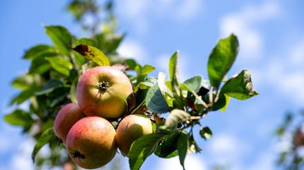 Im neuen Golmer Park sollen Obstbäume zur Selbstpflücke stehen. 