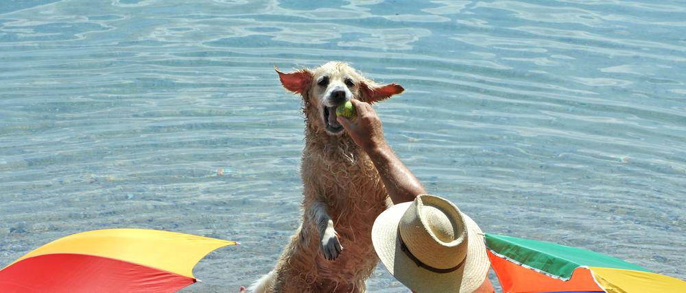 Hundeschwimmen im Freibad? Bislang eher ein Fall für wilde Badestellen an der Havel.  
