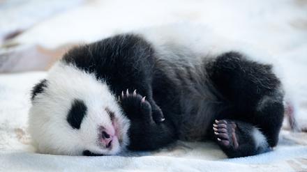 Eines der beiden Panda-Babys im Zoo Berlin. 