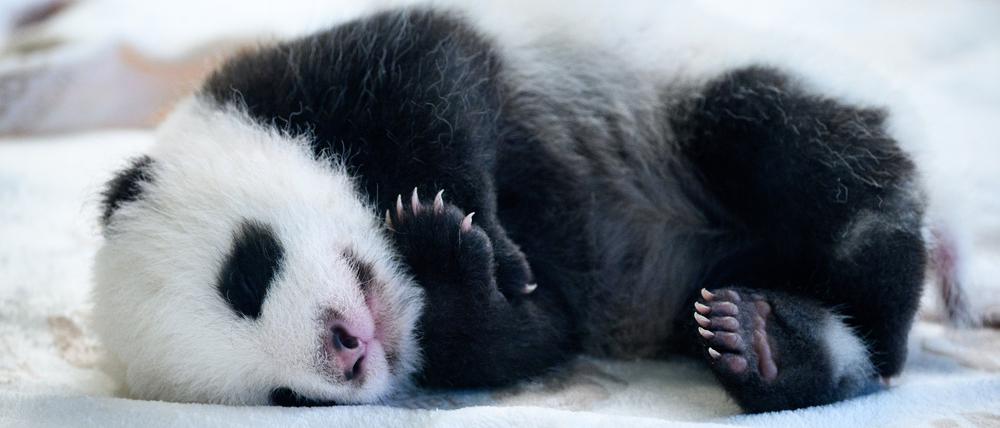 Eines der beiden Panda-Babys im Zoo Berlin. 