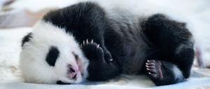Eines der beiden Panda-Babys im Zoo Berlin. 