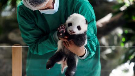 Eines der beiden Panda-Jungtieren im Berliner Zoo.