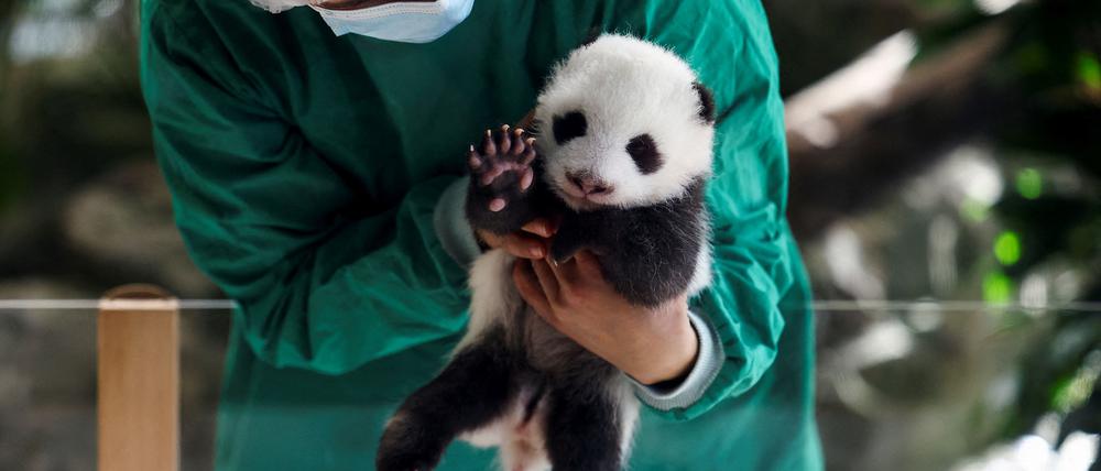 Eines der beiden Panda-Jungtieren im Berliner Zoo.