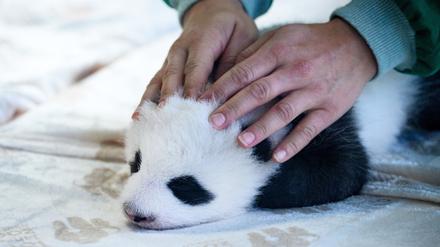 Einer der zwei neugeborenen Panda-Bären liegt in einem Baby-Bett im Panda-Gehege im Zoologischen Garten Berlin und wird von einer Tierpflegerin gestreichelt. 