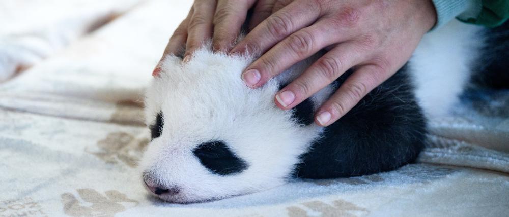 Einer der zwei neugeborenen Panda-Bären liegt in einem Baby-Bett im Panda-Gehege im Zoologischen Garten Berlin und wird von einer Tierpflegerin gestreichelt. 