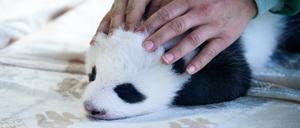 Einer der zwei neugeborenen Panda-Bären liegt in einem Baby-Bett im Panda-Gehege im Zoologischen Garten Berlin und wird von einer Tierpflegerin gestreichelt. 
