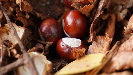 Hat der Conkers-Weltmeister etwa keine herkömmliche Kastanie genutzt? (Symbolbild)