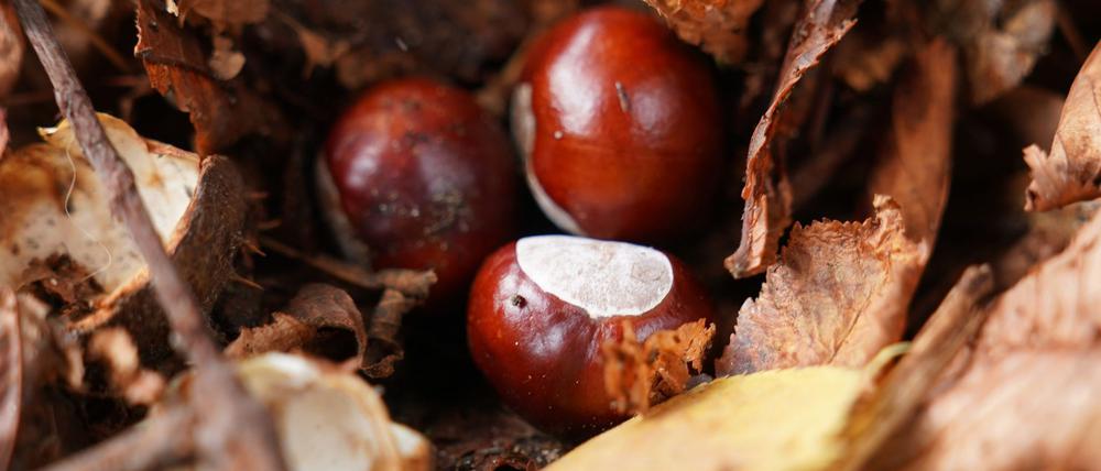 Hat der Conkers-Weltmeister etwa keine herkömmliche Kastanie genutzt? (Symbolbild)