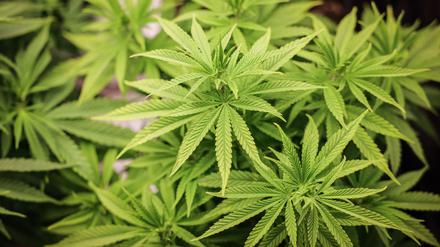In Brandenburg warten Cannabis-Clubs auf die Erlaubnis für Anbaugenehmigungen  (Symbolbild)