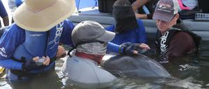 Für die Untersuchung frei lebender Delfine gibt es strenge Vorschriften.