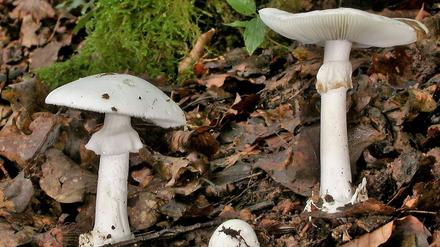 Grüne Knollenblätterpilze stehen auf Waldboden. Der Giftpilz sieht essbaren weißen Champignons ähnlich. Der Verzehr des Pilzes kann die Leber schädigen und sogar tödlich enden. 