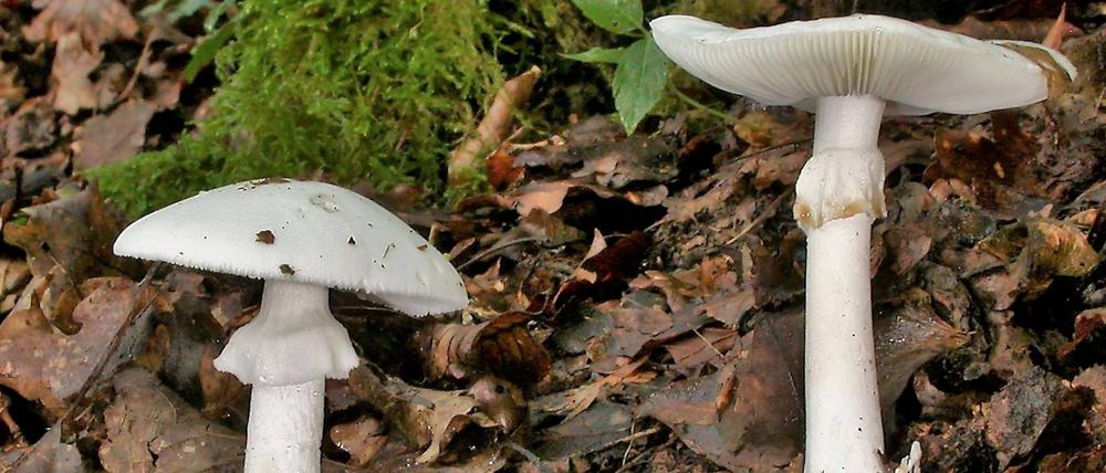 Grüne Knollenblätterpilze stehen auf Waldboden. Der Giftpilz sieht essbaren weißen Champignons ähnlich. Der Verzehr des Pilzes kann die Leber schädigen und sogar tödlich enden. 