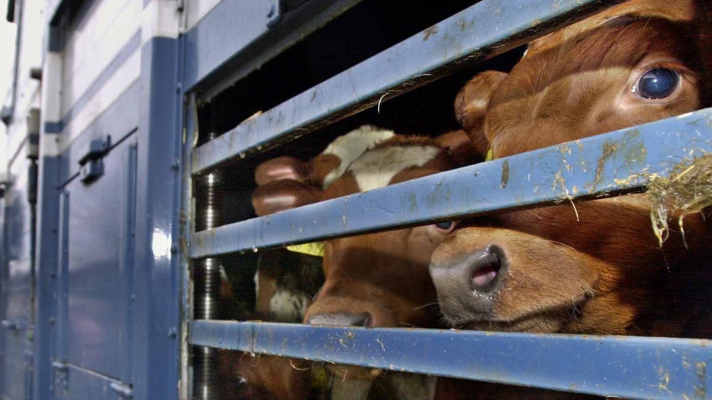 Mehr Tiertransporte über lange Strecken: Warum der Tierschutz nicht vorankommt