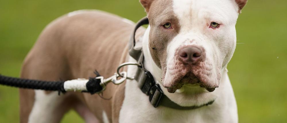 Die Haltung sogenannter XL Bullys ist in England nur noch unter strengen Vorgaben erlaubt. (Archivbild)