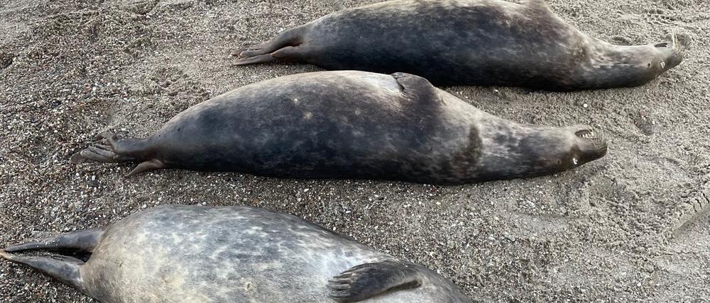 Woran die Kegelrobben an der Ostküste Rügens starben, ist noch unklar. Seit Anfang Oktober wurden 26 tote Tiere geborgen.