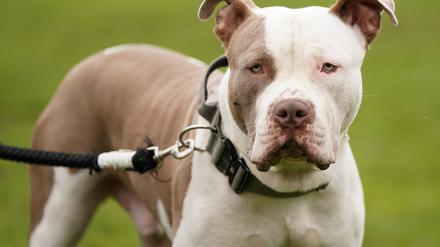 Ein XL-Bully-Hund namens Riz, aufgenommen während eines Protests gegen die Entscheidung der Regierung, sogenannte XL Bullys in die Liste der verbotenen Rassen aufzunehmen.