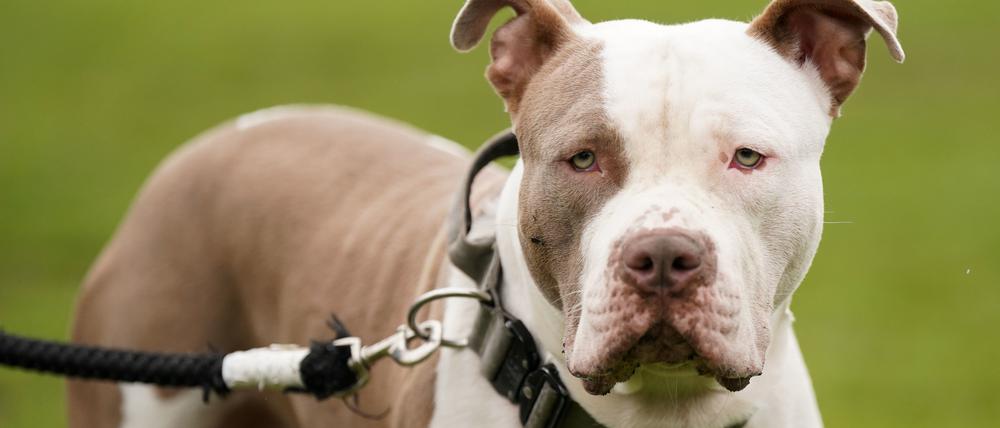 Ein XL-Bully-Hund namens Riz, aufgenommen während eines Protests gegen die Entscheidung der Regierung, sogenannte XL Bullys in die Liste der verbotenen Rassen aufzunehmen.