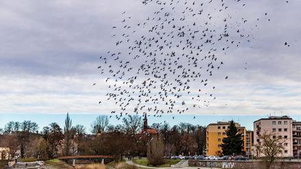 Das Probewohnen war laut Gubener Stadtverwaltung ein Erfolg. (Archivbild)