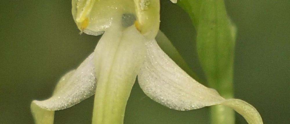 Die Orchidee des Jahres 2025 hat einen besonderen Duft.