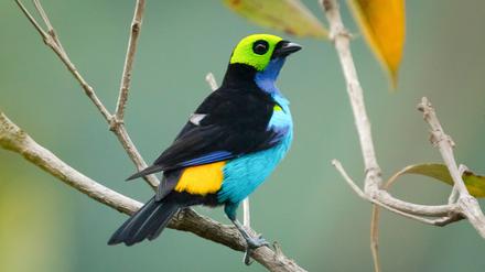 Die Zahl der Wildtiere, etwa des Siebenfarbentangars (Tangara chilensis) am Amazonas, geht weltweit zurück.