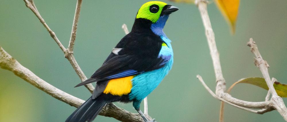 Die Zahl der Wildtiere, etwa des Siebenfarbentangars (Tangara chilensis) am Amazonas, geht weltweit zurück.