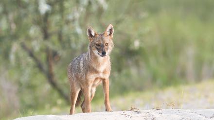 1997 wurde der erste Goldschakal (Canis aureus) in Deutschland gesichtet. 