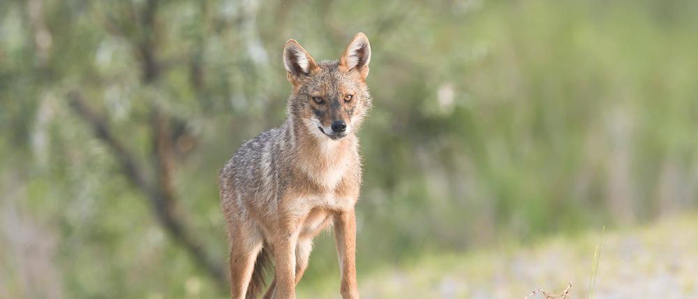 1997 wurde der erste Goldschakal (Canis aureus) in Deutschland gesichtet. 