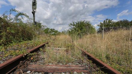 Teilweise zugewuchert ist das Gleisbett der stillgelegten Bahnstrecke Schweinfurt-Kitzingen.