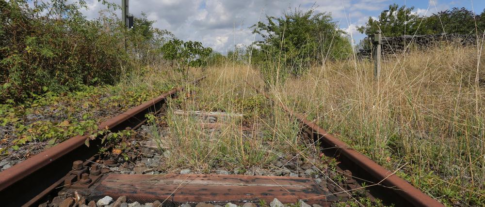 Teilweise zugewuchert ist das Gleisbett der stillgelegten Bahnstrecke Schweinfurt-Kitzingen.