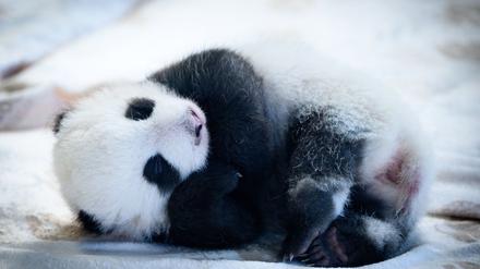 Knapp zwei Monate sind die Panda-Babys alt - und mittlerweile können sie auch die Augen öffnen. (Archivbild)