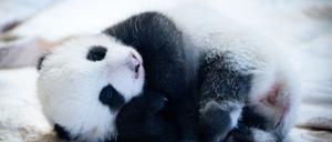 Knapp zwei Monate sind die Panda-Babys alt - und mittlerweile können sie auch die Augen öffnen. (Archivbild)