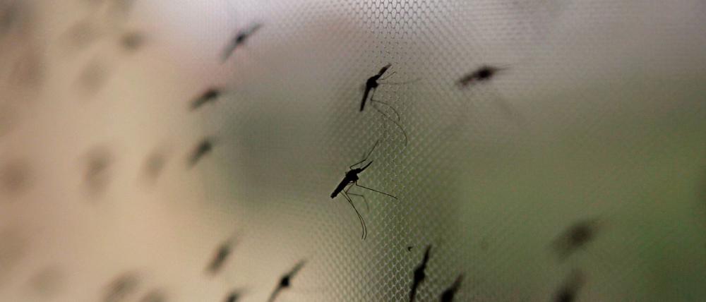 Auch der ägyptische Pharao Tutanchamun litt an Malaria. Moskitonetze können heute helfen. (Archivbild)