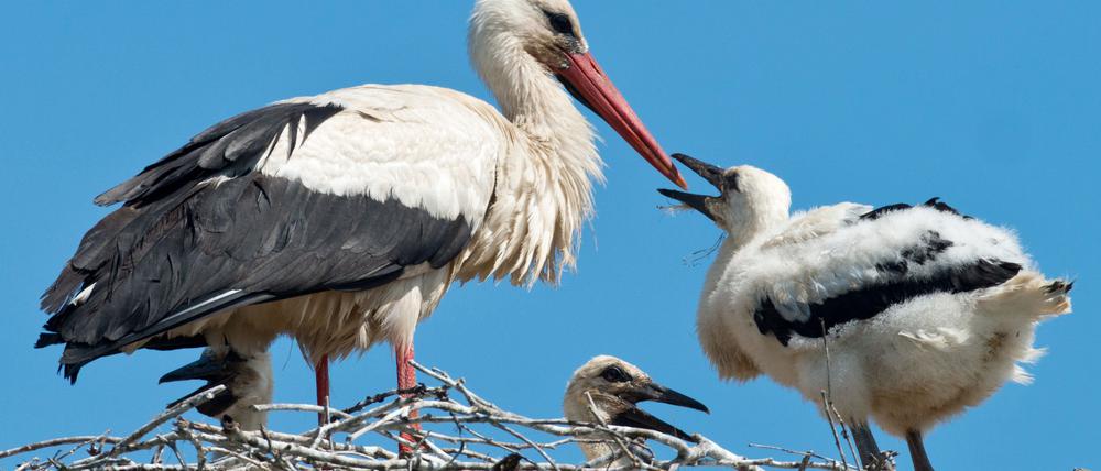Jungtiere betteln in einem Weißstorchnest im Unterspreewald in Neu Lübbenau (Brandenburg) bei einem Elterntier nach Nahrung.