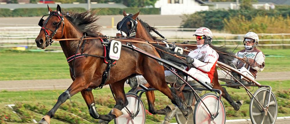 Mit drei Hauptlauf-Siegen äußerst dominant: Robin Bakker, hier bei seinem Erfolg mit dem Hengst Fragolino Rosso.