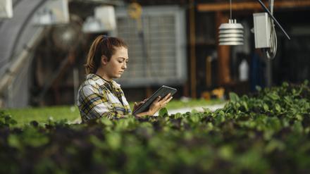 land021 Female farm worker using digital tablet in greenhouse
