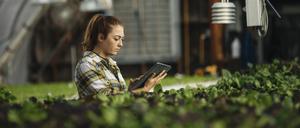 land021 Female farm worker using digital tablet in greenhouse