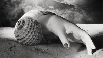 Ein Schatz aus eigenem Bestand. Dora Maars 1991 vom Centre Pompidou erworbene Muschelfotografie. 