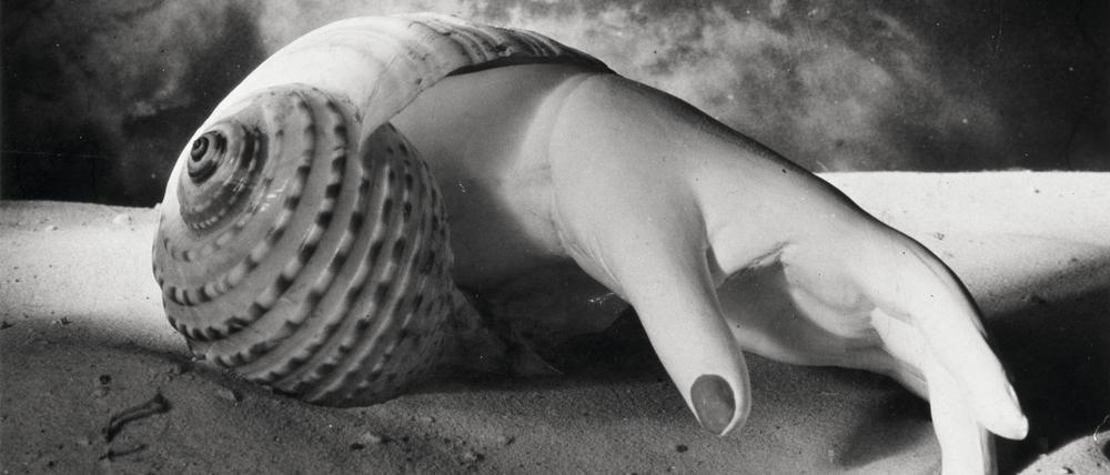 Ein Schatz aus eigenem Bestand. Dora Maars 1991 vom Centre Pompidou erworbene Muschelfotografie.